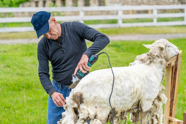 Agriculteur tondre les moutons Bel homme tondre la laine des moutons