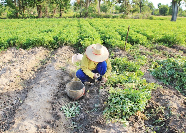 Agriculteur Travaillant Dans Le Champ D'arachide.