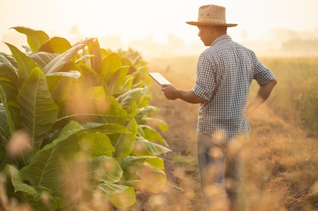 Agriculteur travaillant dans le champ de tabac L'homme examine et utilise une tablette numérique pour planifier la gestion ou analyser le plant de tabac après la plantation Technologie pour l'agriculture Concept