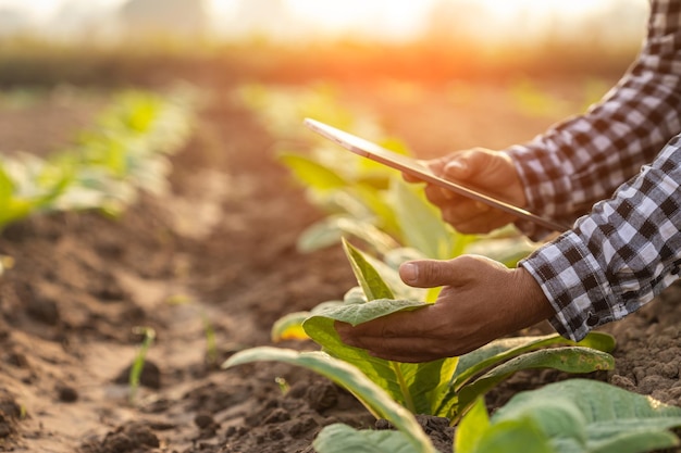 Agriculteur travaillant dans le champ de tabac L'homme examine et utilise une tablette numérique pour planifier la gestion ou analyser le plant de tabac après la plantation Technologie pour l'agriculture Concept