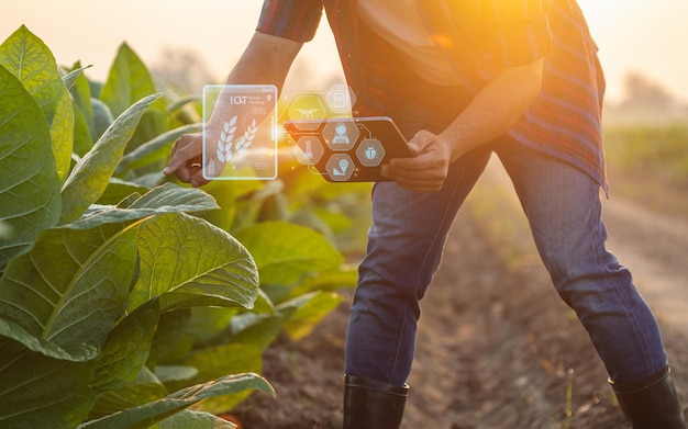 Agriculteur travaillant dans le champ de tabac L'homme examine et utilise une tablette numérique pour planifier la gestion ou analyser le plant de tabac après la plantation Technologie pour l'agriculture Concept