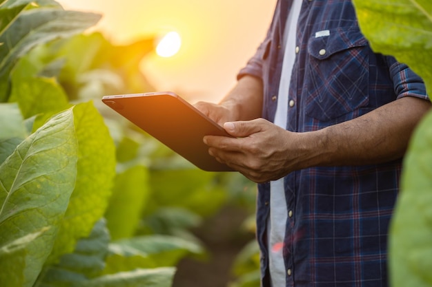 Agriculteur travaillant dans le champ de tabac L'homme examine et utilise une tablette numérique pour planifier la gestion ou analyser le plant de tabac après la plantation Technologie pour l'agriculture Concept