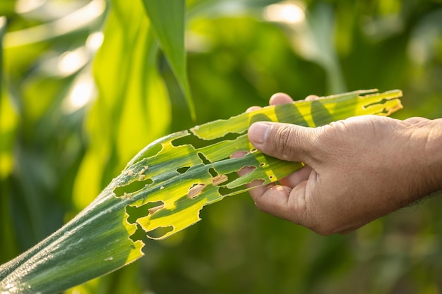 Agriculteur travaillant dans le maïs et vérifiant le problème dans sa ferme concernant les pucerons ou les vers mangeant des feuilles de maïs après la plantation Concept d'entreprise et d'agriculture