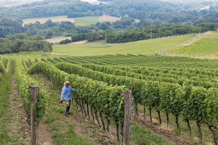 Photo agriculteur travaillant à la ferme viticole dans le vignoble serbe