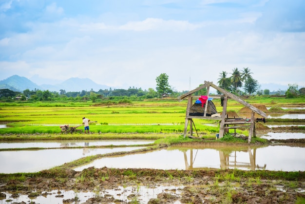Agriculteur travaillant labourer les terres agricoles à pied Tracteur sur champ de riz préparé pour la culture agricole asiatique - Plantation de champs de riz en saison des pluies