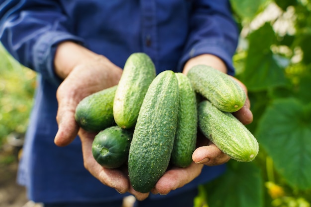 Un agriculteur travaille dans une serre