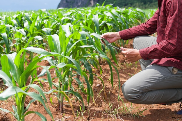 Photo agriculteur utilisant un ordinateur tablette vérifiant les données du champ de maïs agricole