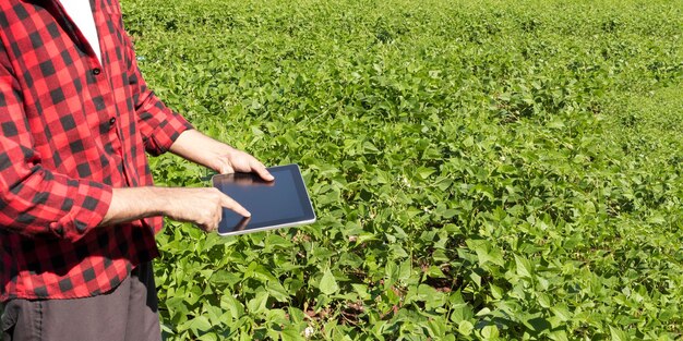 Agriculteur utilisant une tablette numérique dans une plantation de champ de soja cultivé. Application de la technologie moderne dans l'activité de culture agricole.