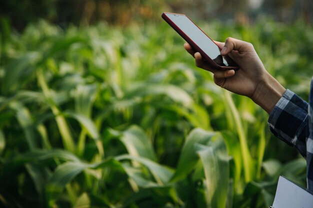 L'agriculteur utilise le réseau de données de base sur Internet à partir du mobile pour valider le test et sélectionner la nouvelle méthode de culture Les jeunes agriculteurs et la culture du tabac