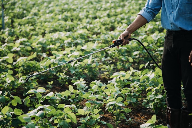 L'agriculteur utilise le réseau de données de base sur Internet à partir du mobile pour valider le test et sélectionner la nouvelle méthode de culture Les jeunes agriculteurs et la culture du tabac