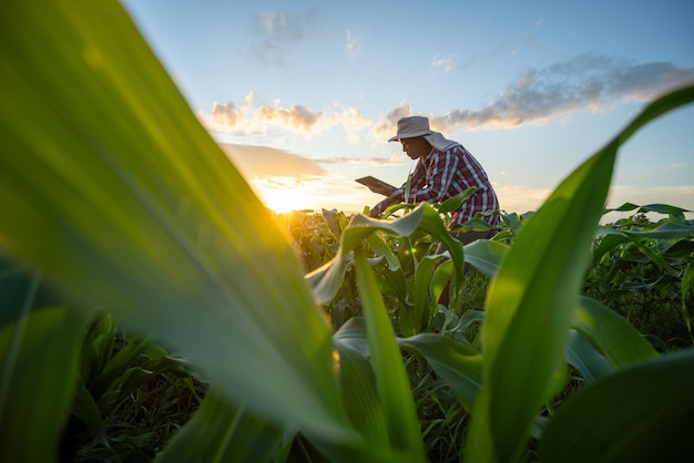 Un agriculteur utilise une tablette pour vérifier la qualité de la croissance des plants de maïs vert dans un champ de maïs au coucher du soleil Technologie conceptuelle de l'agriculture agricole naturelle