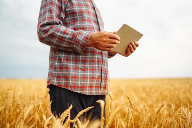 Agriculteur vérifiant les progrès du champ de blé tenant une tablette à l'aide d'Internet Agriculture intelligente agriculture numérique