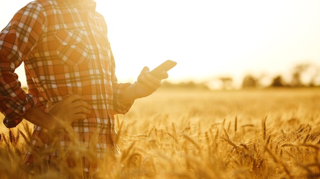 Agriculteur vérifiant les progrès du champ de blé tenant le téléphone et utilisant Internet idée d'une riche récolte