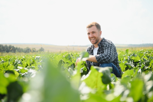 Agriculteur vérifiant la qualité de la récolte dans un champ de betterave à sucre mise au point sélective sur l'homme