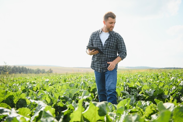 Agriculteur vérifiant la qualité de la récolte dans un champ de betterave à sucre mise au point sélective sur l'homme