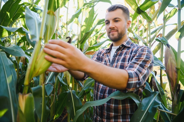 Agriculteur vérifiant les récoltes de maïs