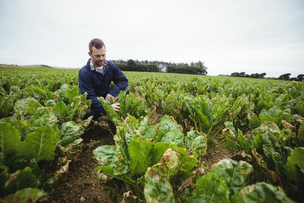 Agriculteur vérifiant ses récoltes sur le terrain