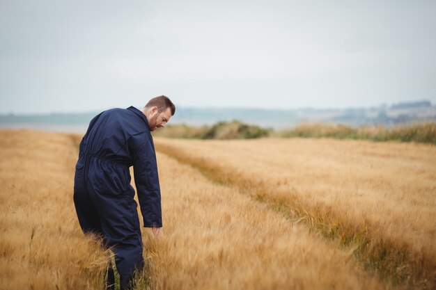 agriculteur vérifiant ses récoltes