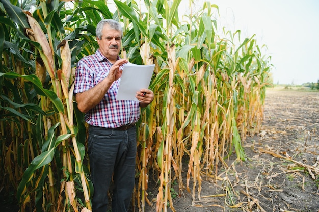 Un agriculteur vérifie la récolte de maïs de grande taille avant la récolte. Agronome sur le terrain