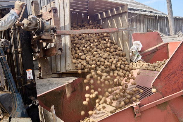 Un agriculteur verse des pommes de terre de semence crues dans une planteuse de pommes de terre