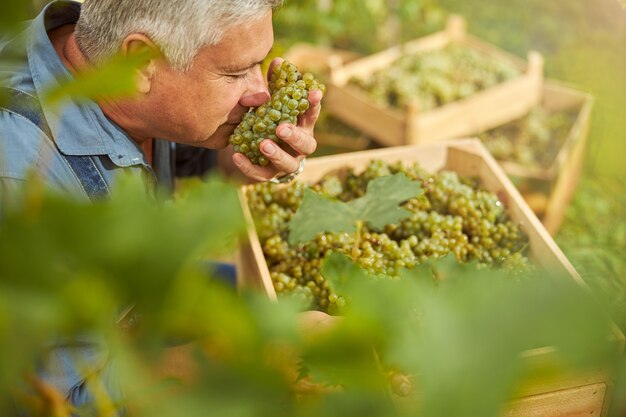 Agriculteur vieillissant ayant les yeux fermés tout en profitant de l'arôme des raisins fraîchement récoltés