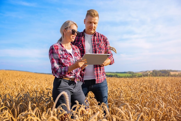 Agriculteurs et agricultrices dans un champ de blé à l'aide d'une tablette numérique et se préparant à la récolte