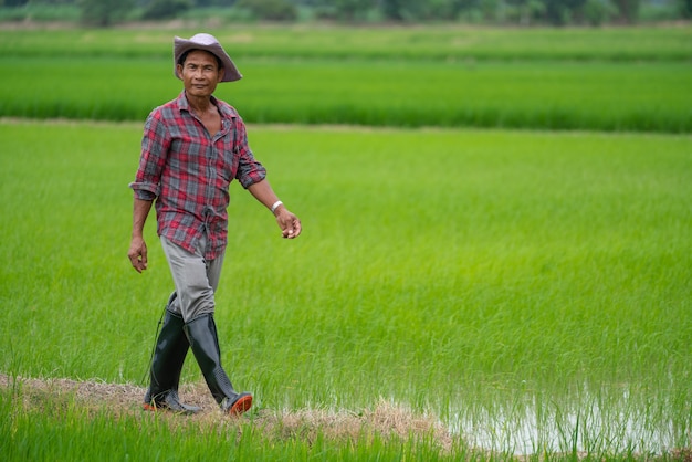 Agriculteurs asiatiques dans les rizières