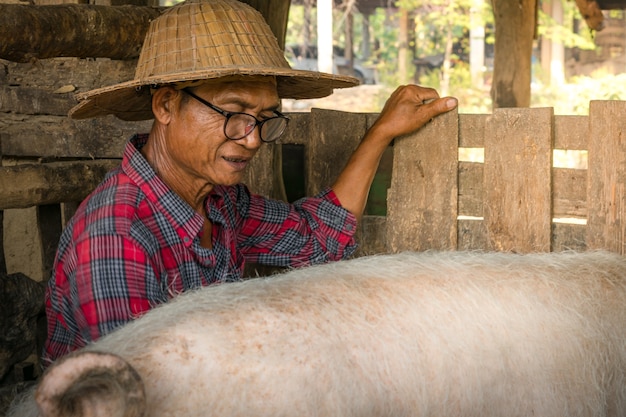 Les agriculteurs asiatiques nourrissent les porcs dans les petites fermes