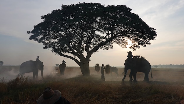 Les agriculteurs asiatiques récoltent dans la rizière avec du riz d'agriculteurs éléphants sur fond de ciel au lever du soleil