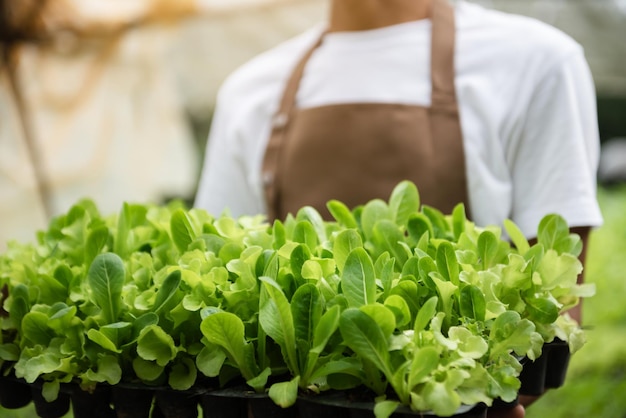 Les agriculteurs cultivent de jeunes plants de salade verte dans le jardin