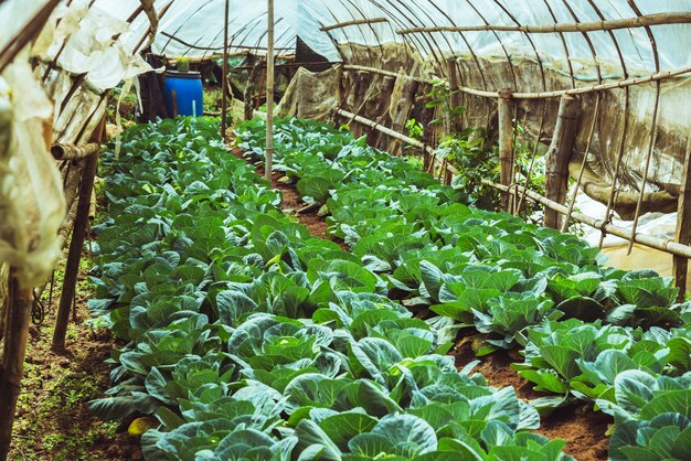 Les agriculteurs cultivent des légumes-choux dans le jardin.