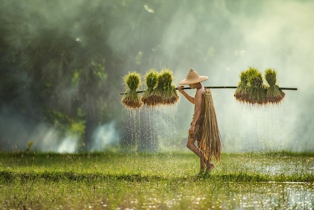 Les agriculteurs cultivent le riz pendant la saison des pluies. Ils étaient imbibés d'eau et de boue pour être préparés à la plantation, Sakonnakhon Thailand