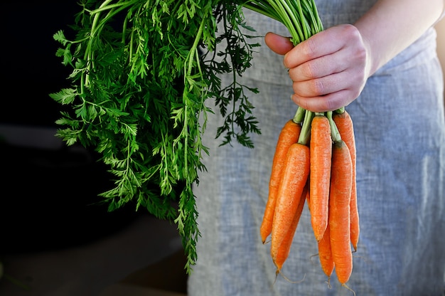 Les agriculteurs détenant des carottes fraîches. Mains de femme tenant la récolte du bouquet fraîchement. Aliments biologiques sains, légumes, agriculture, gros plan. Photo de haute qualité