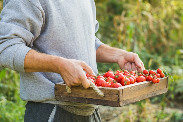 Photo les agriculteurs détenant des tomates fraîches. aliments biologiques sains