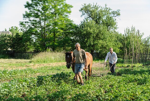 Les agriculteurs labourent leurs terres à cheval