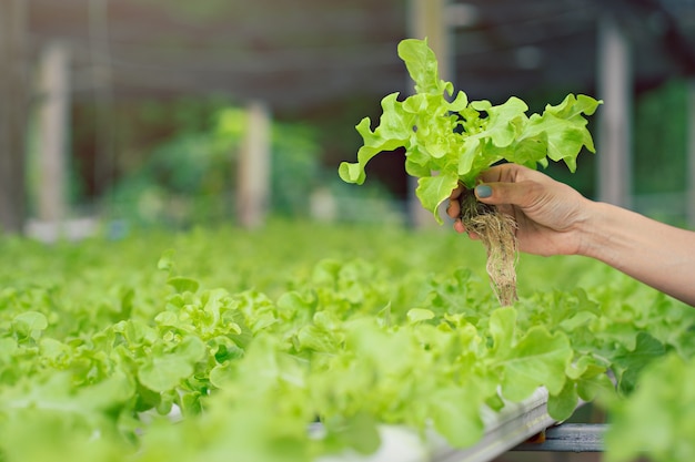 Photo les agriculteurs mains tenant des légumes frais hydroponiques dans la ferme