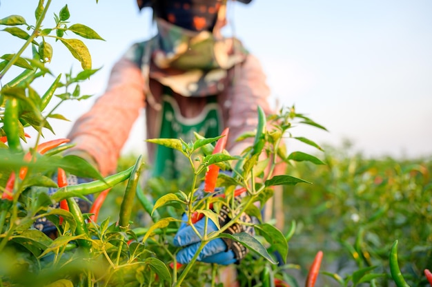 Agriculteurs plantant des poivrons Récolte sur des piments rouges dans un jardin avec des piments rouges et verts