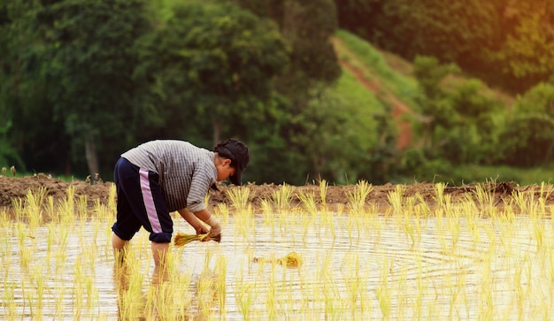 Les agriculteurs plantent du riz dans la ferme avec espace de copie et travaillent dans les montagnes