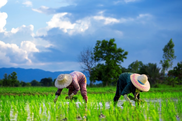 Les agriculteurs plantent du riz dans les rizières