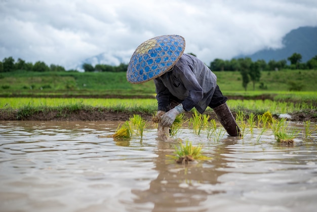 Les agriculteurs plantent du riz