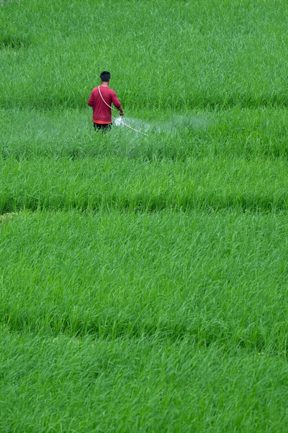 Agriculteurs pulvérisant des insectes dans son champ