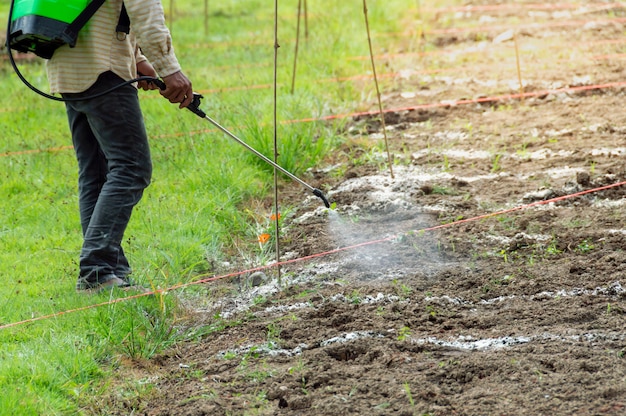 Les agriculteurs pulvérisent un insecticide.