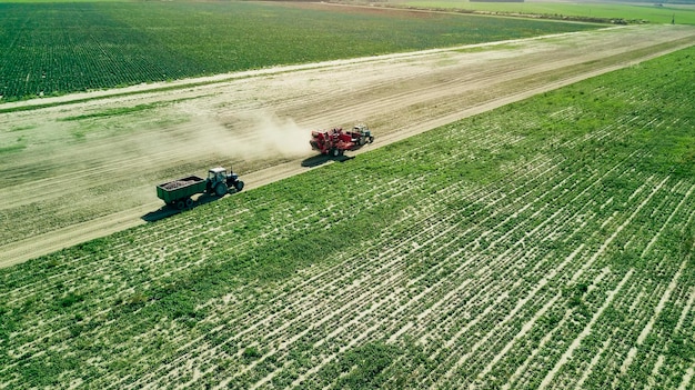 Agriculteurs récoltant des betteraves rouges vue aérienne