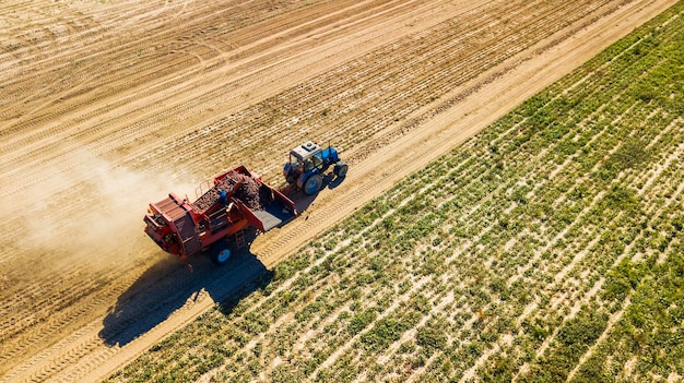 Agriculteurs récoltant des betteraves rouges vue aérienne
