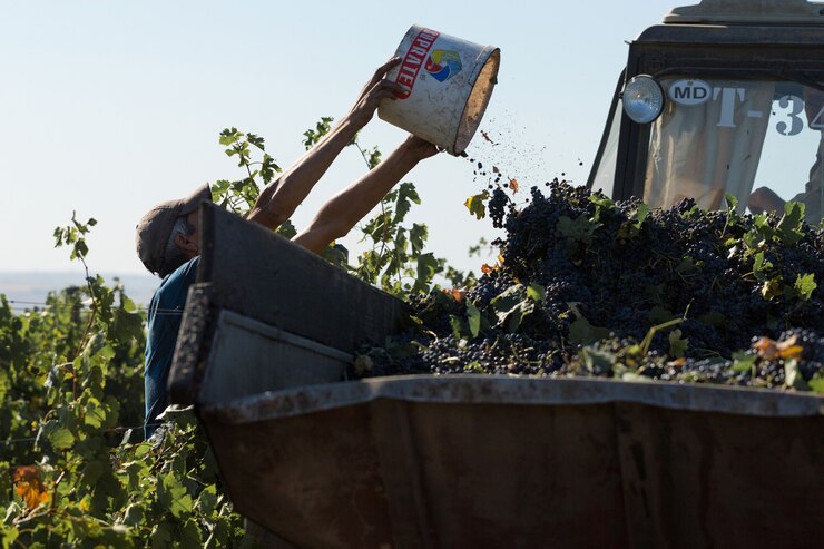Photo agriculteurs récoltant des raisins d'un vignoble récolte d'automne