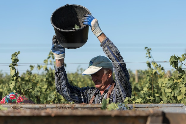 Agriculteurs récoltant des raisins d'un vignoble Récolte d'automne