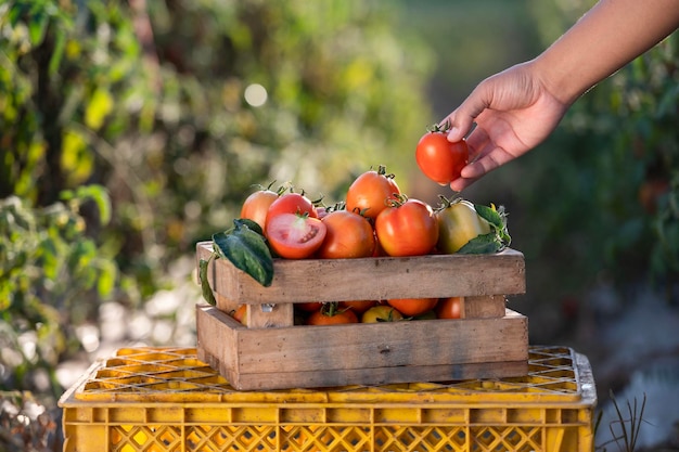 Agriculteurs récoltant des tomates dans des caisses en bois avec des feuilles vertes et des fleurs Tomates fraîches nature morte isolées sur fond de ferme de tomates agriculture biologique vue de dessus