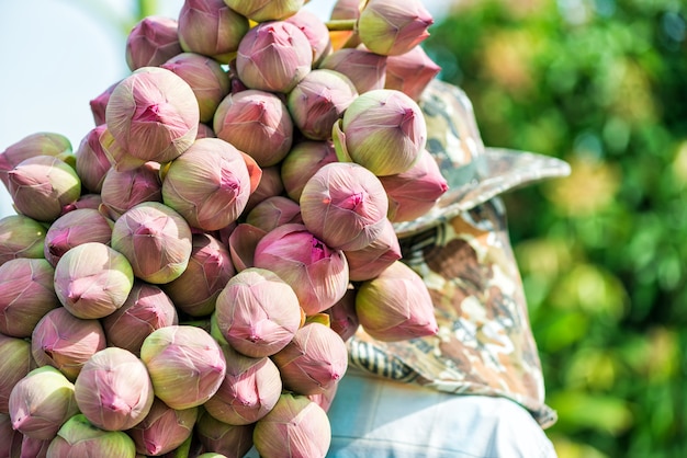 Les agriculteurs récoltent des bourgeons de fleurs de lotus dans une ferme de lotus