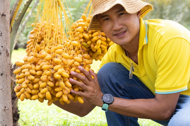 Les agriculteurs récoltent des dattes mûres avec des branches de palmier dattier