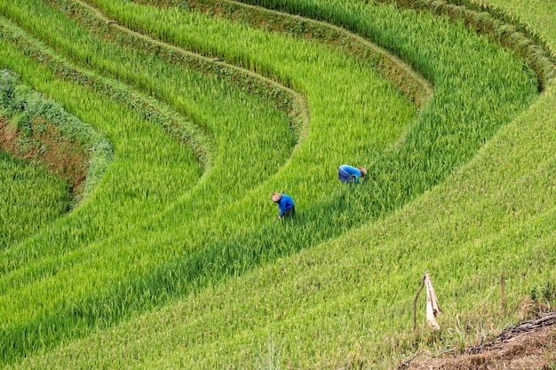 Les agriculteurs récoltent du riz en terrasse à Mu cang chai